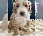 Small #1 Breeder Profile image