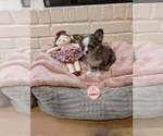 Small #1 Breeder Profile image