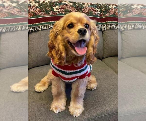 Medium Photo #48  Breeder Profile in Aylmer, Ontario, Canada