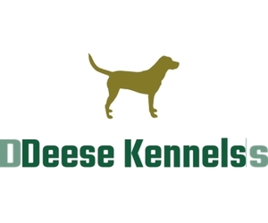 Main photo of Labrador Retriever Dog Breeder near LUMBERTON, NC, USA