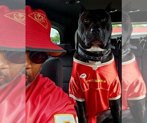 Presa Canario Dog Breeder near PHILADELPHIA, PA, USA