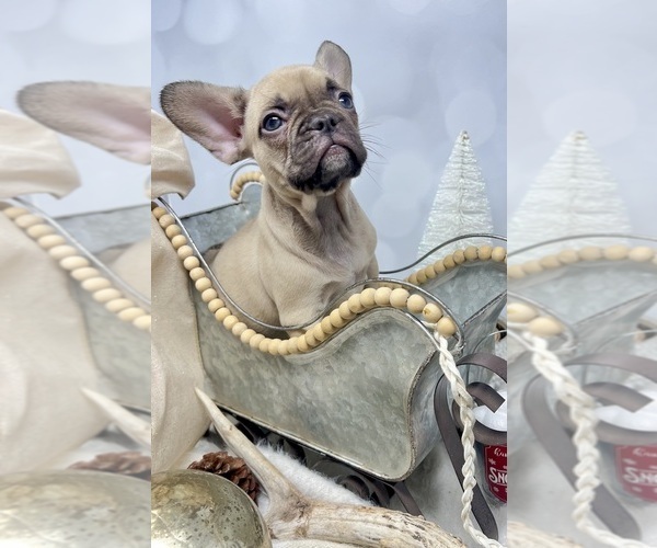 Medium Photo #15  Breeder Profile in PENN VALLEY, CA, USA