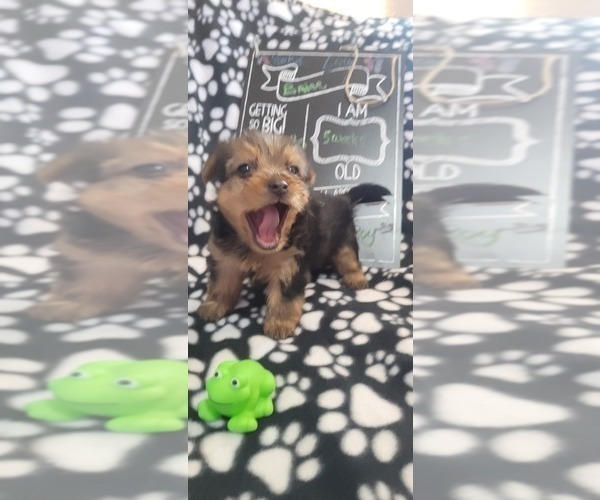 Medium Photo #267  Breeder Profile in AKRON, OH, USA