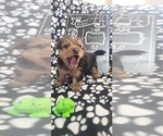 Small #266 Breeder Profile image