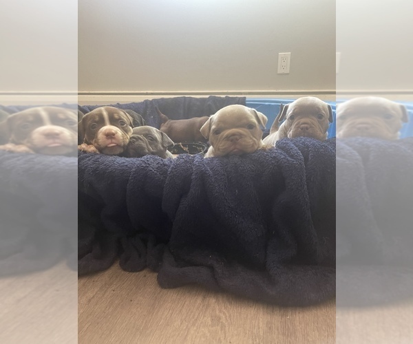 Medium Photo #1  Breeder Profile in WILLIMANTIC, CT, USA
