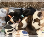 Small #1 Breeder Profile image