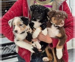 Small breeder photo