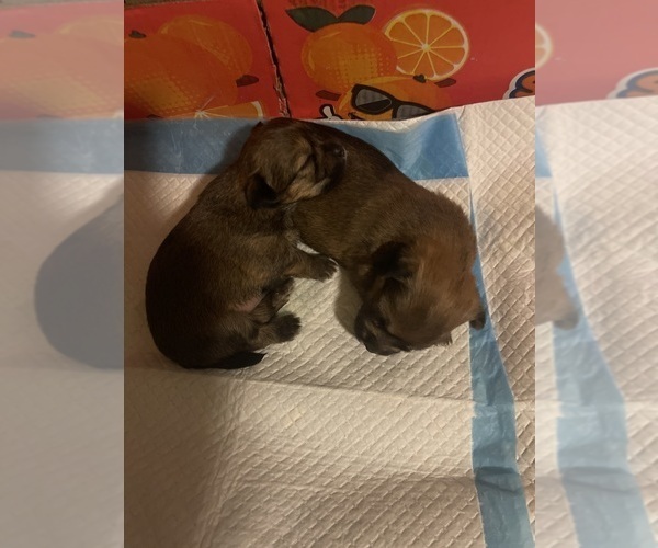 Medium Photo #2  Breeder Profile in UPPR MARLBORO, MD, USA