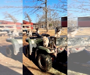 Jack Russell Terrier Dog Breeder near PURCELL, OK, USA