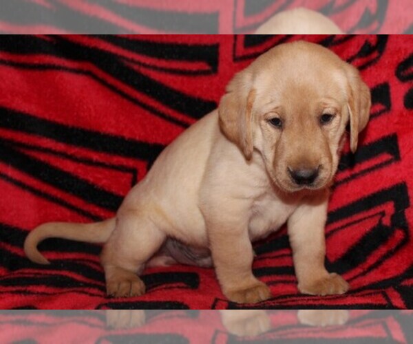 Medium Photo #1  Breeder Profile in SPRINGDALE, AR, USA