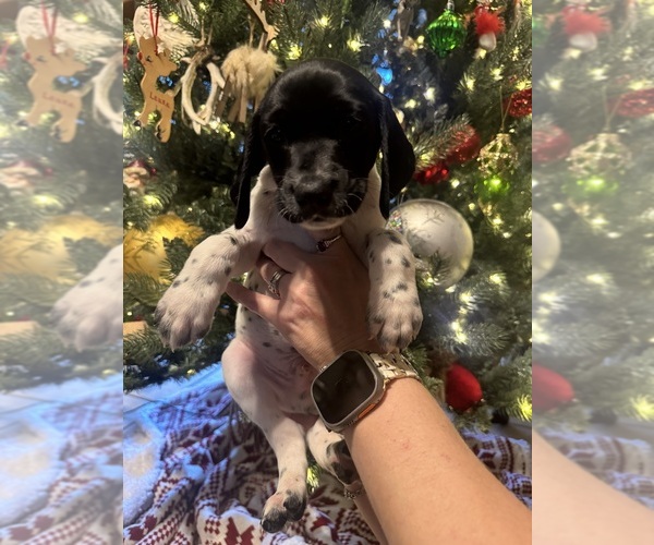 Medium Photo #13  Breeder Profile in CEDARBLUFF, MS, USA