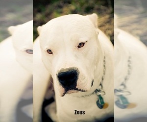 Dogo Argentino Dog Breeder near MARION, IA, USA