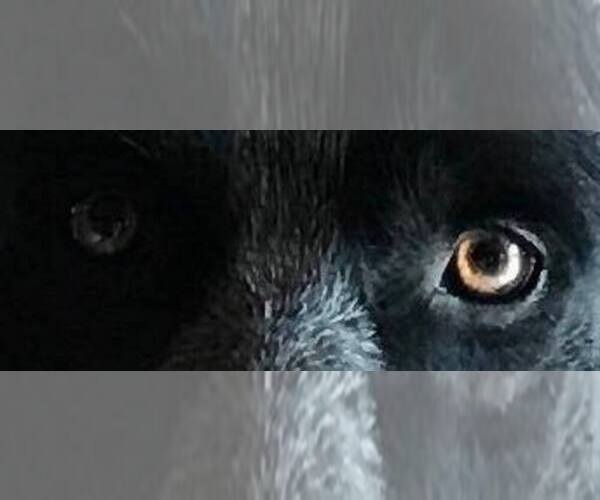 Medium Photo #1  Breeder Profile in HARVARD, IL, USA