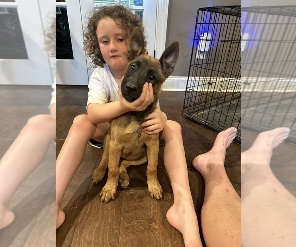 Medium Photo #28  Breeder Profile in ATHENS, AL, USA