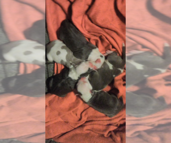 Medium Photo #1  Breeder Profile in PELZER, SC, USA