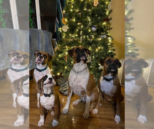 Medium Photo #7  Breeder Profile in INCHELIUM, WA, USA