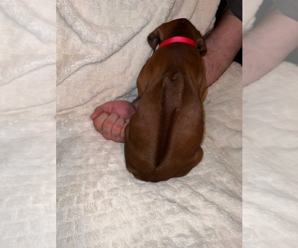 Medium Photo #36  Breeder Profile in MURFREESBORO, TN, USA