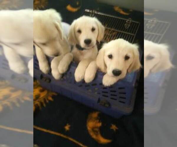 Medium Photo #14  Breeder Profile in COLVILLE, WA, USA