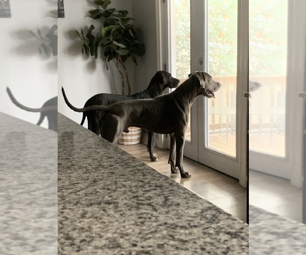 Medium Photo #1  Breeder Profile in CHESTER, VA, USA