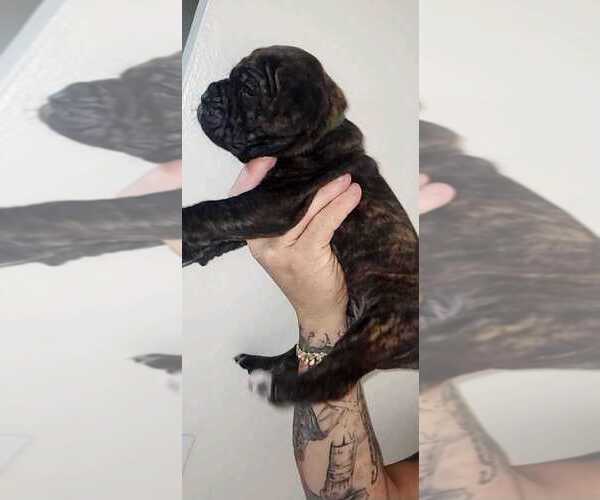Medium Photo #1  Breeder Profile in HIALEAH, FL, USA
