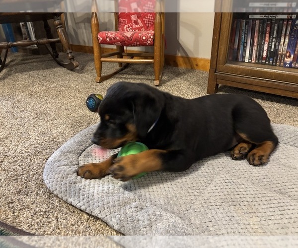 Medium Photo #7  Breeder Profile in WHITNEY, NE, USA