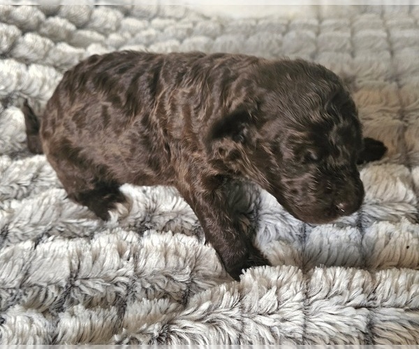 Medium Photo #21  Breeder Profile in MASSANUTTEN, VA, USA