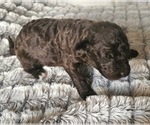 Small #20 Breeder Profile image