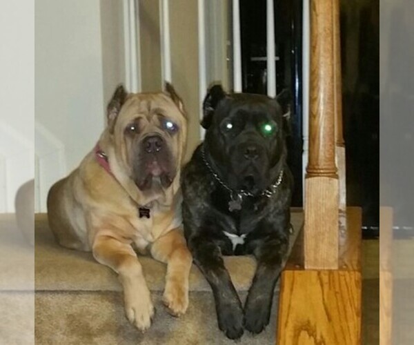 Medium Photo #1  Breeder Profile in GEORGETOWN, DE, USA