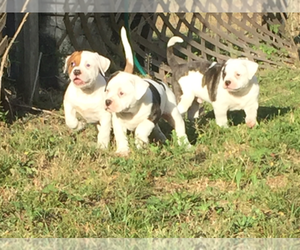 American Bulldog Dog Breeder near BROOKSVILLE, FL, USA