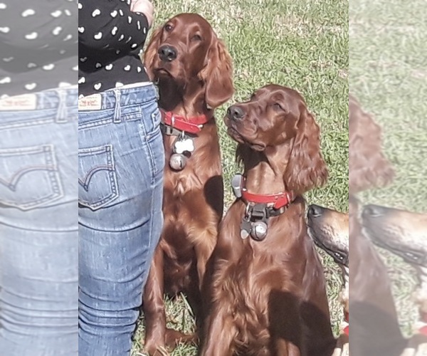 Medium Photo #1  Breeder Profile in CHARLOTTESVILLE, VA, USA