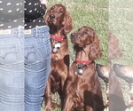Small breeder photo
