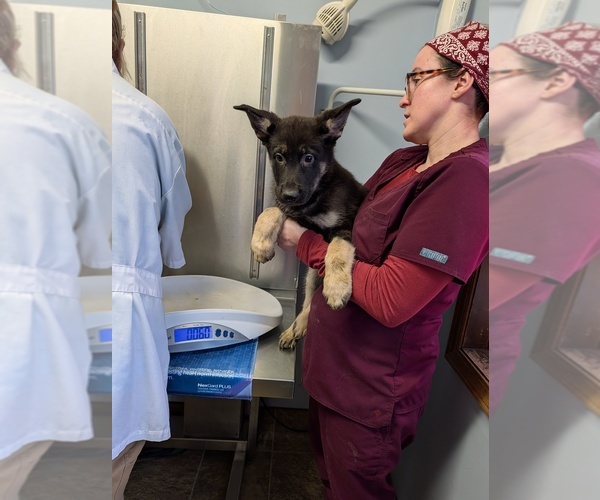 Medium Photo #2  Breeder Profile in ESSEX, IL, USA