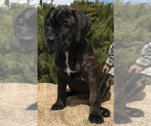 Medium Photo #5  Breeder Profile in LOYALTON, CA, USA