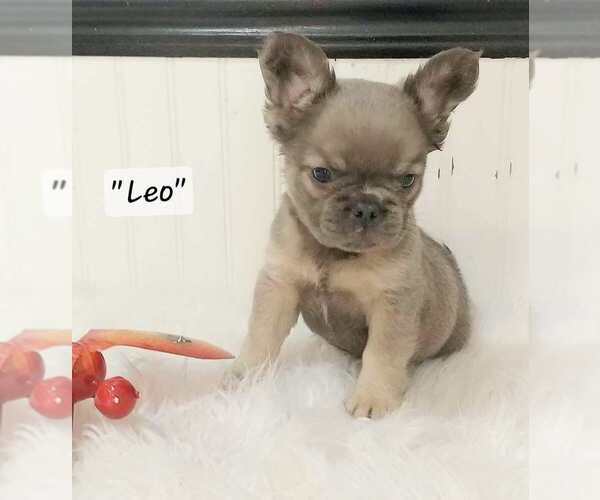 Medium Photo #38  Breeder Profile in COLONIAL BCH, VA, USA