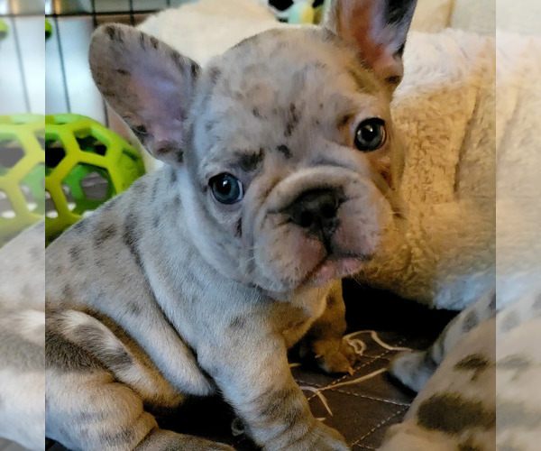 Medium Photo #1  Breeder Profile in PORT SAINT LUCIE, FL, USA