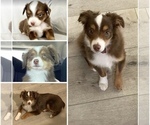 Small #2 Breeder Profile image