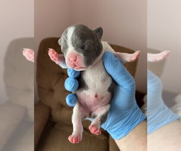 Medium Photo #3  Breeder Profile in AKRON, OH, USA