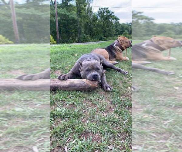 Medium Photo #1  Breeder Profile in BENTON, PA, USA