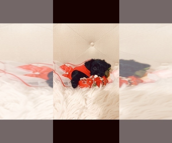 Medium Photo #4  Breeder Profile in PALMETTO, FL, USA