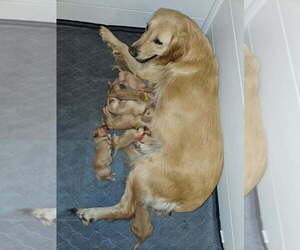Golden Retriever Dog Breeder near VERONA, MO, USA