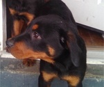 Small #2 Breeder Profile image