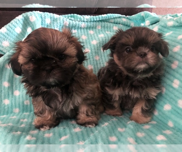 Medium Photo #1  Breeder Profile in JEFFERSON CTY, MO, USA