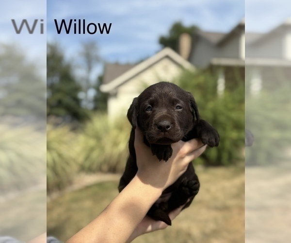 Medium Photo #9  Breeder Profile in FREDERICKSBG, OH, USA