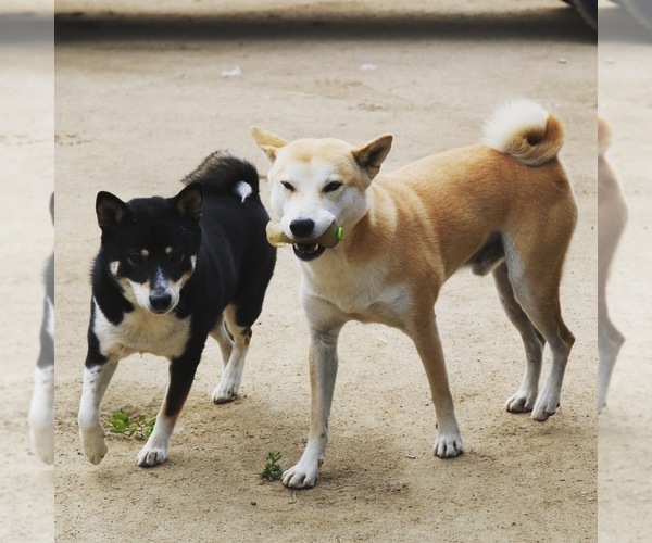 Medium Photo #1  Breeder Profile in NORCO, CA, USA