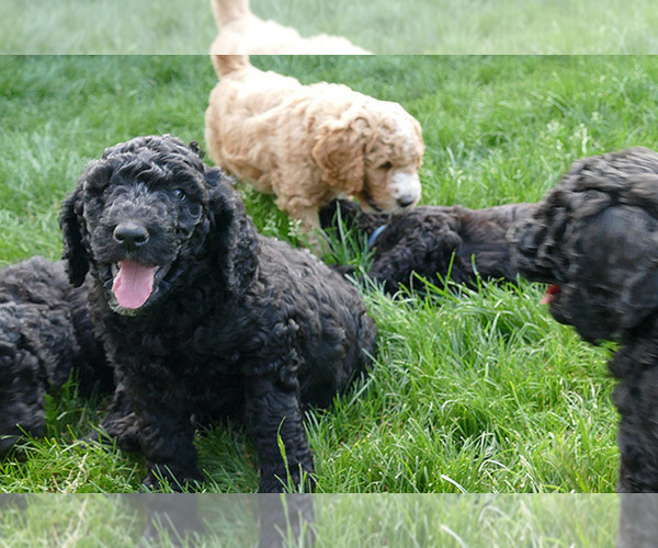 Medium Photo #20  Breeder Profile in ROY, UT, USA
