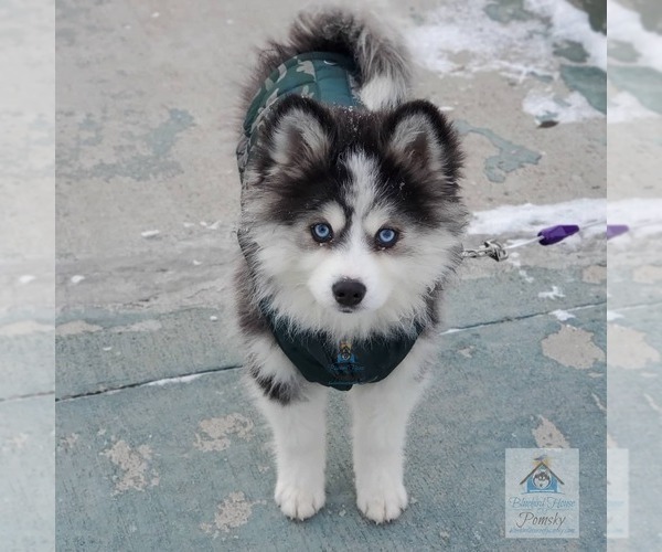 Medium Photo #21  Breeder Profile in BURNS TOWNSHIP, MN, USA