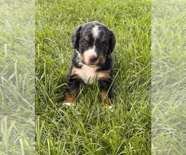 Medium Photo #6  Breeder Profile in LONGMONT, CO, USA