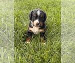 Small #5 Breeder Profile image
