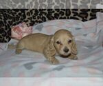 Small #1 Breeder Profile image