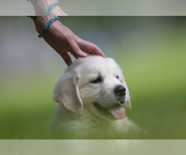 Medium Photo #1  Breeder Profile in ROWLEY, MA, USA